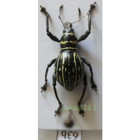 Metapocyrtus ostentator (Heller, 1916) female Philippines63b